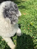 Bella, a female Poodle - Toy  for sale in Charlotte, NC – 7 of 9