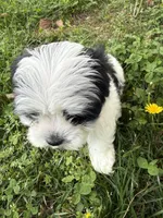 Oso, a female Malchi for sale in Charlotte, NC – Photo 3 of 10