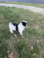 Oso, a female Malchi for sale in Charlotte, NC – Photo 7 of 10