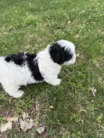 Oso, a female Malchi for sale in Charlotte, NC – Photo 5 of 10