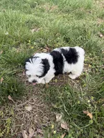 Oso, a female Malchi for sale in Charlotte, NC – Photo 6 of 10