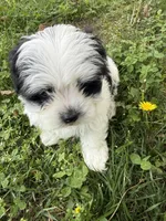 Oso, a female Malchi for sale in Charlotte, NC – Photo 4 of 10