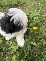 Oso, a female Malchi for sale in Charlotte, NC – Photo 2 of 10