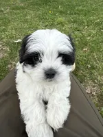 Oso, a female Malchi for sale in Charlotte, NC – Photo 1 of 10