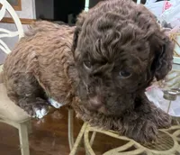 Cookie, a female Poodle - Toy  for sale in Charlotte, NC – 4 of 5