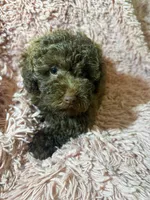 Bella, a female Poodle - Toy  for sale in Charlotte, NC – Photo 7 of 10