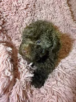 Bella, a female Poodle - Toy  for sale in Charlotte, NC – Photo 6 of 10