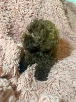 Bella, a female Poodle - Toy  for sale in Charlotte, NC – Photo 3 of 10