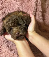 Bella, a female Poodle - Toy  for sale in Charlotte, NC – Photo 4 of 10