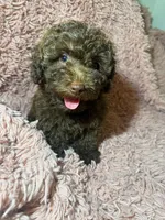 Bella, a female Poodle - Toy  for sale in Charlotte, NC – Photo 5 of 10