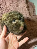 Bella, a female Poodle - Toy  for sale in Charlotte, NC – Photo 2 of 10