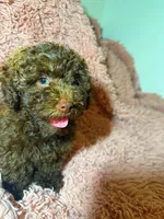 Bella, a female Poodle - Toy  for sale in Charlotte, NC – Photo 10 of 10