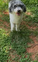 Bella, a female Poodle - Toy  for sale in Charlotte, NC – 6 of 9