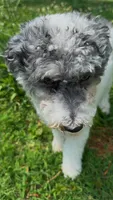 Bella, a female Poodle - Toy  for sale in Charlotte, NC – 3 of 9