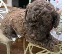 Cookie, a female Poodle - Toy  for sale in Charlotte, NC – 3 of 5