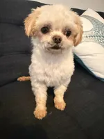 Muchy, a male Malchi for sale in Charlotte, NC – Photo 5 of 6