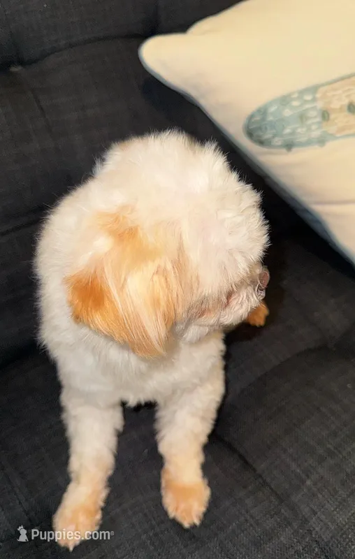 Muchy – Malchi puppy for sale in Charlotte, NC