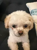 Muchy, a male Malchi for sale in Charlotte, NC – Photo 4 of 6