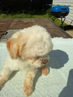 Muchy, a male Malchi for sale in Charlotte, NC – Photo 6 of 6