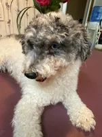 Bella, a female Poodle - Toy  for sale in Charlotte, NC – 8 of 9