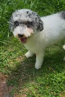 Bella, a female Poodle - Toy  for sale in Charlotte, NC – 4 of 9