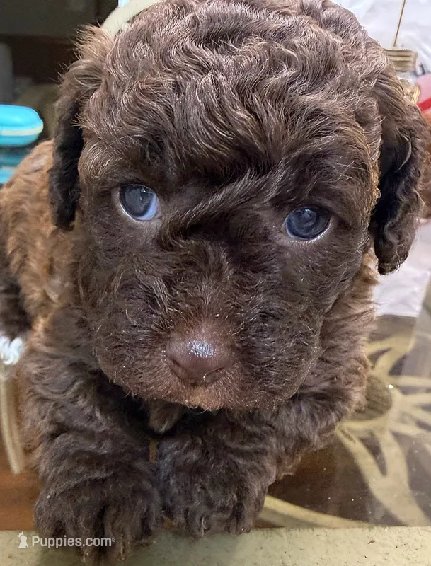Cookie – Poodle - Toy  puppy for sale in Charlotte, NC