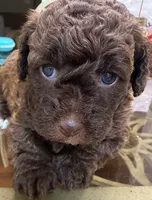 Cookie, a female Poodle - Toy  for sale in Charlotte, NC – 1 of 5