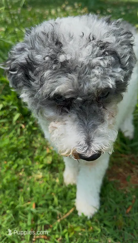 Bell – Poodle - Miniature  puppy for sale in Charlotte, NC