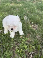 Bubu , a male Malchi for sale in Charlotte, NC – Photo 2 of 10