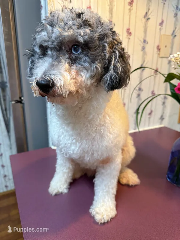 Bella – Poodle - Toy  puppy for sale in Charlotte, NC