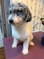 Bella, a female Poodle - Toy  for sale in Charlotte, NC – 1 of 9