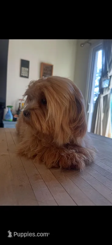 Luna, a female Maltese for sale in Charlotte, NC – Photo 1 of 6