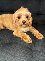 Luna, a female Maltese for sale in Charlotte, NC – Photo 6 of 6