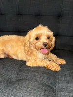 Luna, a female Maltese for sale in Charlotte, NC – Photo 3 of 6