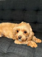 Luna, a female Maltese for sale in Charlotte, NC – Photo 2 of 6