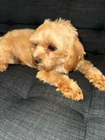 Luna, a female Maltese for sale in Charlotte, NC – Photo 5 of 6