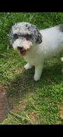 Bella, a female Poodle - Toy  for sale in Charlotte, NC – 5 of 9