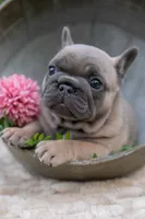Delilah, a female French Bulldog for sale in Rushville, IN – 3 of 8