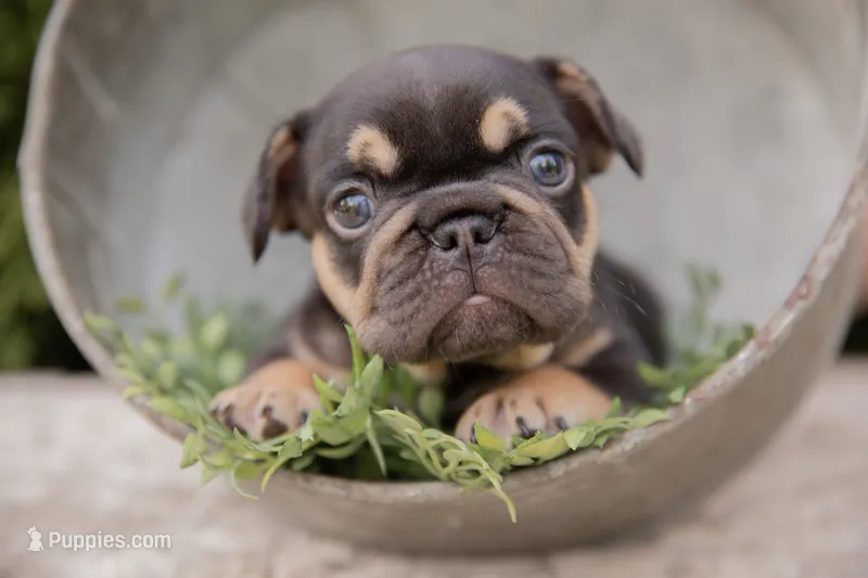 Cowboy – French Bulldog puppy for sale in Rushville, IN