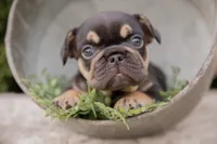Cowboy, a male French Bulldog for sale in Rushville, IN – 1 of 8