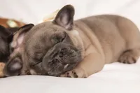 Delilah, a female French Bulldog for sale in Rushville, IN – 4 of 8