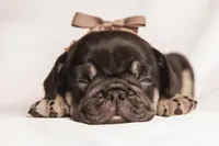 Dolly, a female French Bulldog for sale in Rushville, IN – 2 of 8