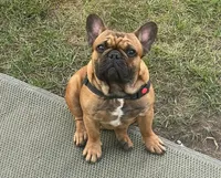 Cowboy, a male French Bulldog for sale in Rushville, IN – 6 of 8