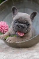 Delilah, a female French Bulldog for sale in Rushville, IN – 1 of 8