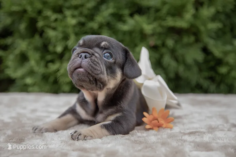 Dolly – French Bulldog puppy for sale in Rushville, IN