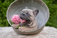 Delilah, a female French Bulldog for sale in Rushville, IN – 5 of 8