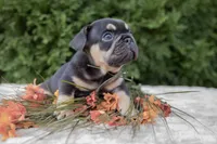 Cowboy, a male French Bulldog for sale in Rushville, IN – 4 of 8