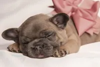 Delilah, a female French Bulldog for sale in Rushville, IN – 2 of 8