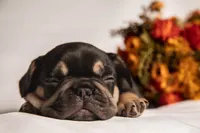 Cowboy, a male French Bulldog for sale in Rushville, IN – 3 of 8