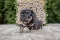 Dolly, a female French Bulldog for sale in Rushville, IN – 3 of 8